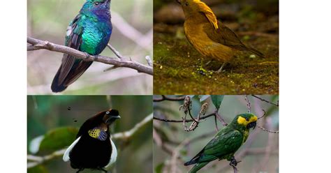 Scientists Made a List of Lost Birds and Now They Want Us to .